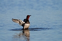 Pochard male - G
